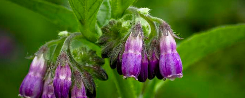 �ϲݵĹ�Ч������ �ϲ�ͼƬ